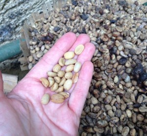 Unprocessed and cleaned (in my hand) Golden Poop coffee beans!